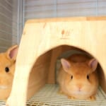 バニファのうさぎの画像