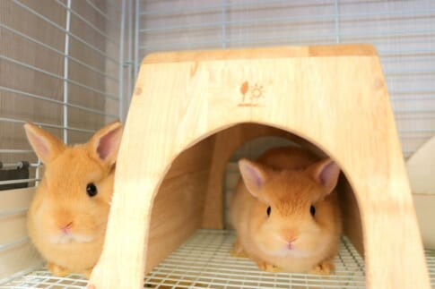 バニファのうさぎの画像