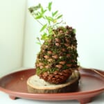 松ぼっくり苔玉